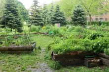 Urbaner Gemeinschaftsgarten im Kopenhagener Nørrebro-Viertel