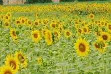 Sonnenblumen_Feld